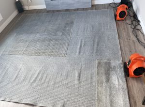 Wool and wool-viscose rugs drying after professional cleaning with air movers — BreezeCo, Penticton BC