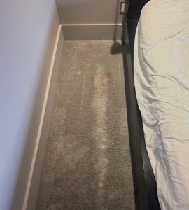 Bedroom carpet with dried red wine staining spread by a pet before professional cleaning in Kelowna